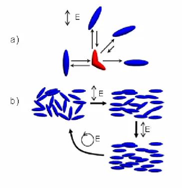 Figure I-12: The mechanism of statistical photo-orientation of azo molecules. (a) The  molecules aligned along the polarization direction of the incident light will isomerize, and  take on a new random orientation