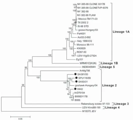 Figure 2. Phylogenetic tree of West Nile Virus (WNV) complete nucleotide sequences (Botha et al