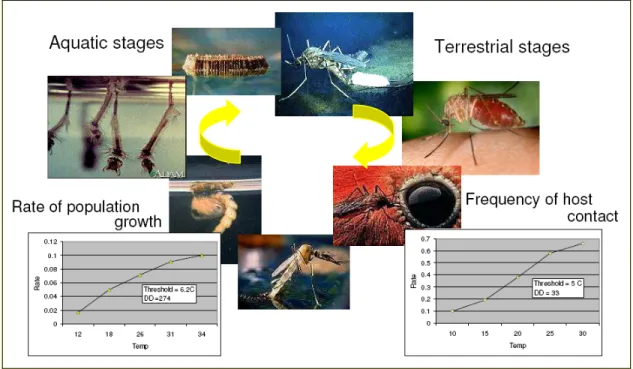 Figure 6 . Effects of climatic parameters on mosquito life cycle (Reisen 1995). 