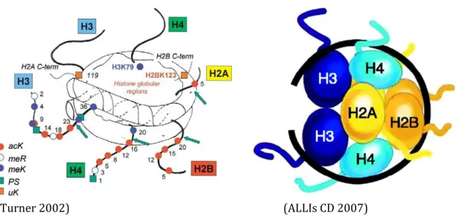 Figure 1.1.1: Schematics of nucleosome structure. The nucleosome is the basic unit of  chromatin, and consists of a protein octamer containing two molecules each of histones H2A,  H2B, H3, and H4, around which 147 base pairs of nuclear DNA is wrapped