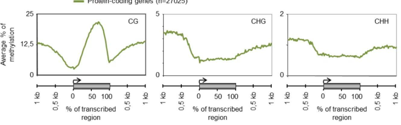 Figure 1.2.1: Analysis of CG, CHG and CHH methylation levels in wild type for the entire set of  annotated protein coding genes in the Arabidopsis genome (27,025 genes)