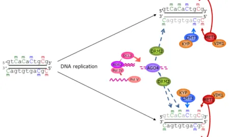 Figure 1.2.2 b:  Proposed model for maintenance of DNA methylation in Arabidopsis. After DNA  replication, the newly synthezised strand (grey) is unmethylated