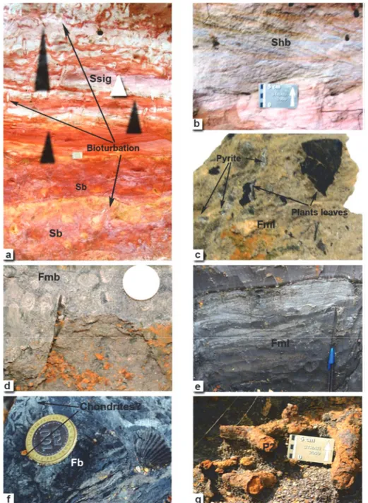 Figure 5. Sandstones and fine lithofacies of Missole; a) Bioturbated sands sometimes conteining sigmoid  structures, b) sandstones with herringbones structures, c) massive silt and clay facies with pyrites and plants  leaves remains, d) Bioturbated sikt an