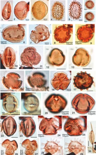 Figure 8. Din-flagellum and microspores of the Missole clayey materials (Douala sub-basin); 1)Monoculcites sp.,  2) Laevigatosporites ovatus ; 3) Proxapertites operculatus ; 4, 5) Spirosyncolpites spiralis ; 6,7) Saturna  enigmaticus 8) Proxapertites cursu