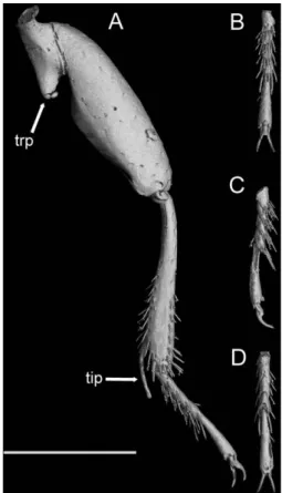 Fig. 4. D. geminum, paratype, head (A) anterodorsal; (B) right lateral; (C) dorsal; (D) ventral; (E) left lateral; (F) posterodorsal
