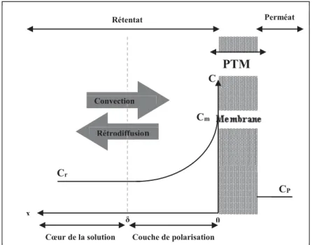 Figure 2.9 : Phénomène de polarisation de concentration sur une membrane. 