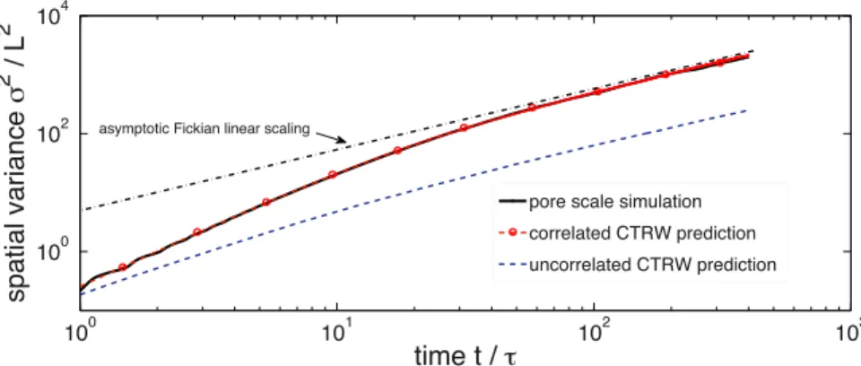 Figure 8. Comparison of the prediction of the correlated CTRW (red lines) and uncorrelated CTRW (blue lines) with the numerical simulations for the spatial distribution of longitudinal particle positions (black line with dots).
