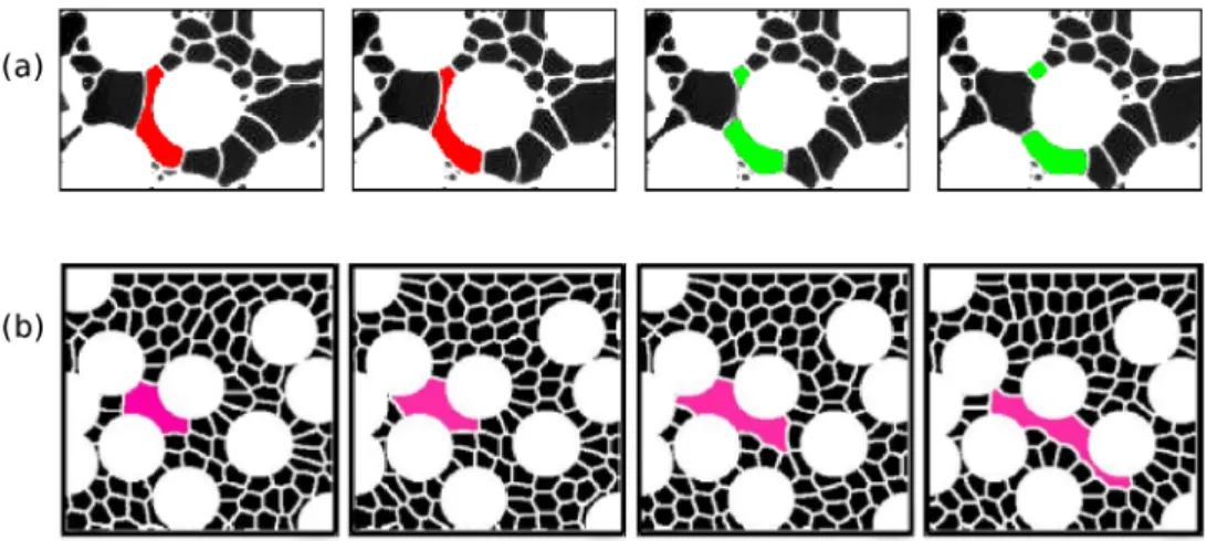 Figure 8. The two mechanisms of bubble size evolution: (a) fragmentation of a bubble by lamella division, and (b) ﬁlm breakage