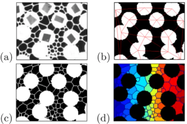 Figure 2. Successive steps in the image treatment: (a) raw image of the foam; (b) mask image deﬁning the grains, with corresponding Delaunay triangulation superimposed; (c) binary image obtained from thresholding and skeletonizing the raw image (Figure 2a)