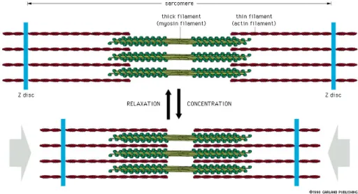 Fig. 1.2: The actuation of the actomyosin complex from loose complex to the  concentrated complex [3]