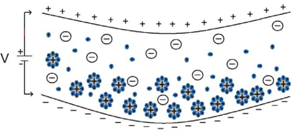 Fig. 2.10: Cations accumulation and forward bending after the voltage is applied. 