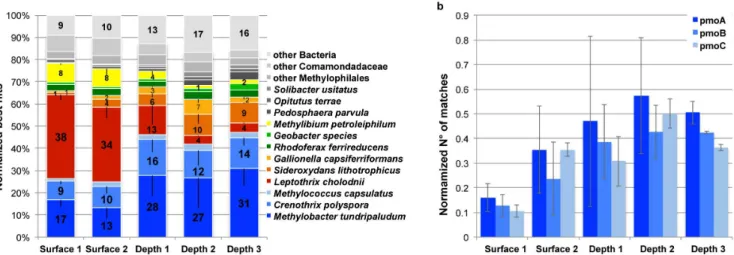 Figure 4. Schematic profile of the iron rich microbial mat with sampling sites.