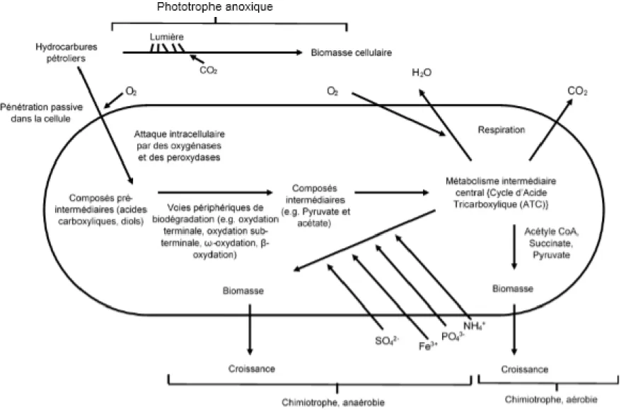 Figure 1.4 : Aperçu schématique des voies potentielles d’utilisation des hydrocarbures pétroliers par les microorganismes  [16].