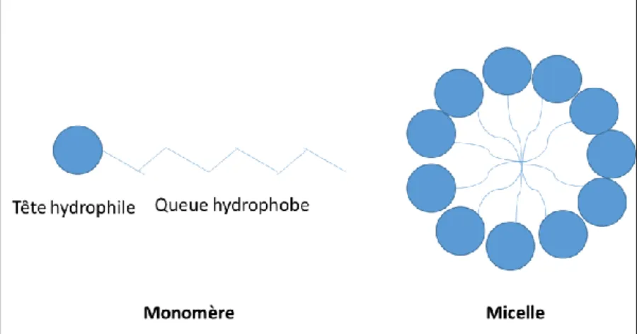Figure  1.7  :  Représentation  schématique  d’un  surfactant,  sous  forme  d’un  monomère et en micelle