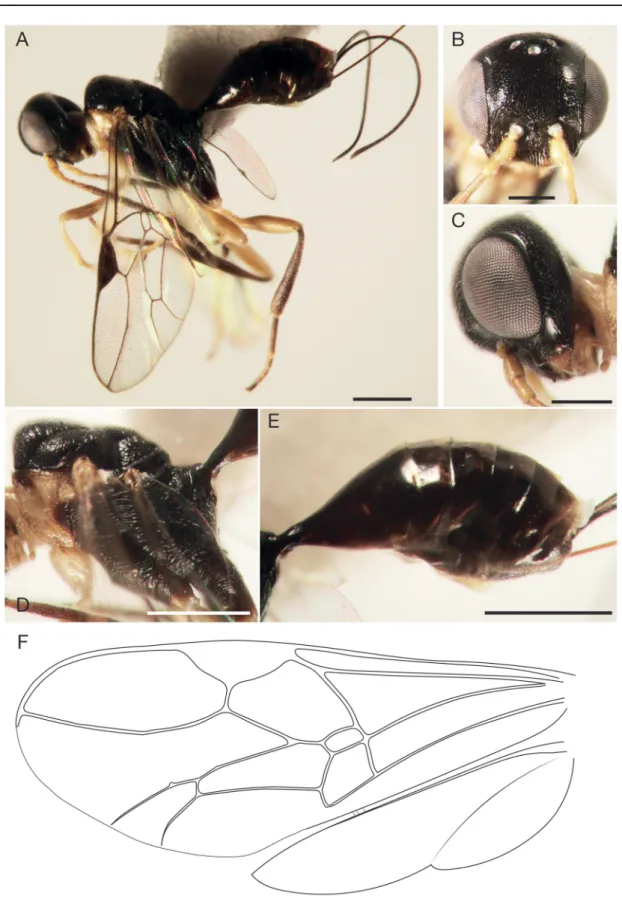 Fig. 1.  Aulacus pascali sp. nov., holotype, ♀ (MNHN). A. Ateral habitus. B. Head in full-face view