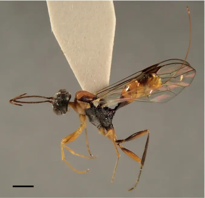 Fig. 2.  Aulacus burwelli Jennings, Austin &amp; Stevens, 2004, ♀ (MNHN), lateral habitus