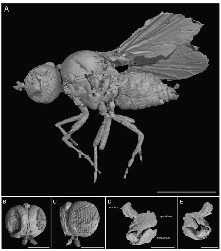 FIGURE . 3D virtual extraction of Francomyina incomparabilis gen. et sp. nov. (holotype IGr.ArC-168)