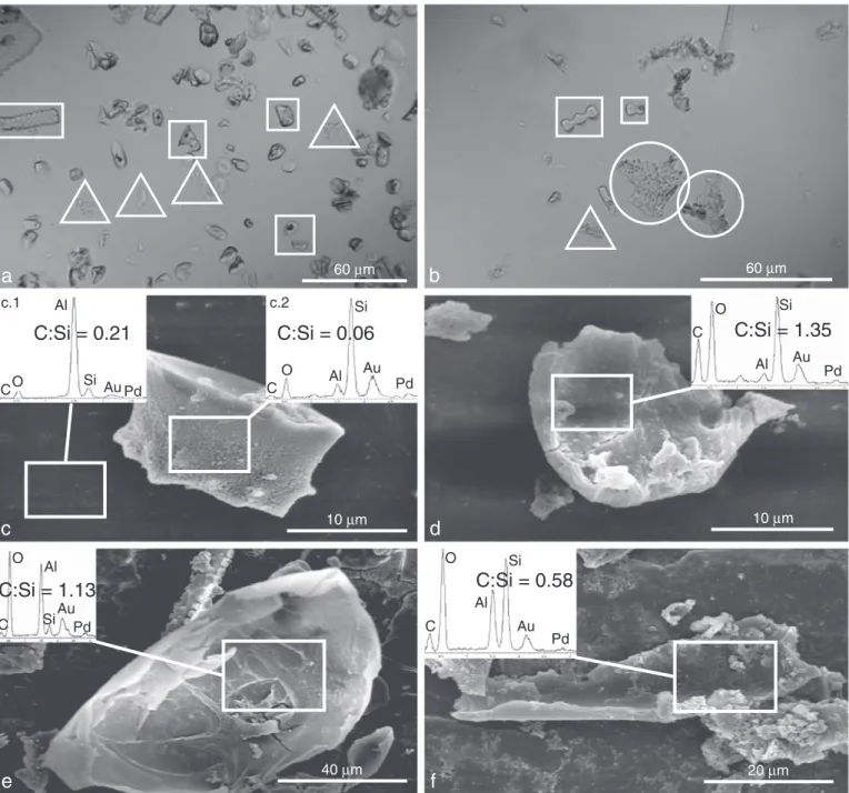 Fig. 1. Images of non-pure phytolith concentrates from Grass 1 and MN samples extracted following Kelly (1990)