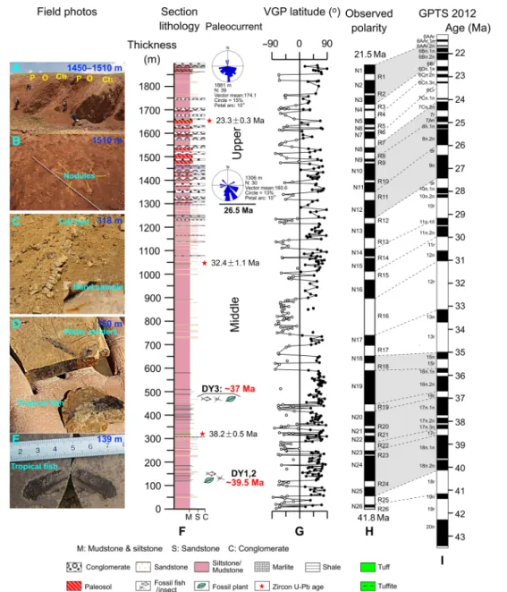 Fig. 2. Correlation of the observed magnetic polarity zones of the measured Dayu section on the northern limb of the Dayu anticline with the geomagnetic  polarity time scale (36) based on tuff zircon U-Pb age constraints