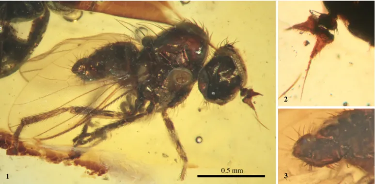 Figure G1. Microphorites magaliae n. sp., holotype male IGR.GAR-106a, in Late Cretaceous amber of Vendée, NW France