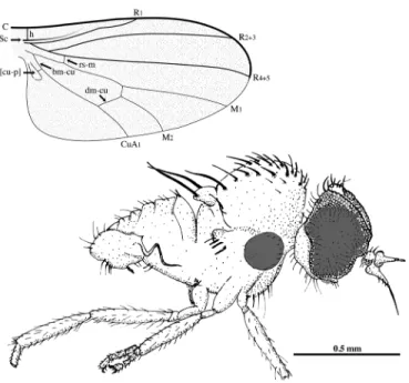 Figure G2. Microphorites magaliae n. sp., holotype male IGR.GAR-106a, in Late  Cretaceous amber of Vendée, NW France; wing venational nomenclature and 