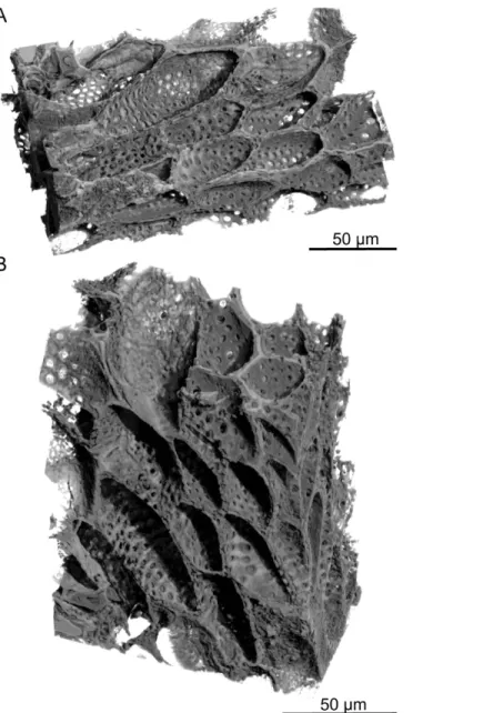 Fig 9. PPC-SR μ CT, 3D renderings of transfusion tracheids in leaf of Glenrosa carentonensis sp
