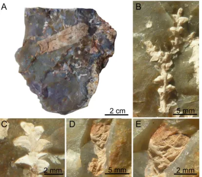 Fig 3. Plant fossils embedded inside flint nodules. (A) Broken flint nodule with diverse conifer inclusions, SIL_ARC_2