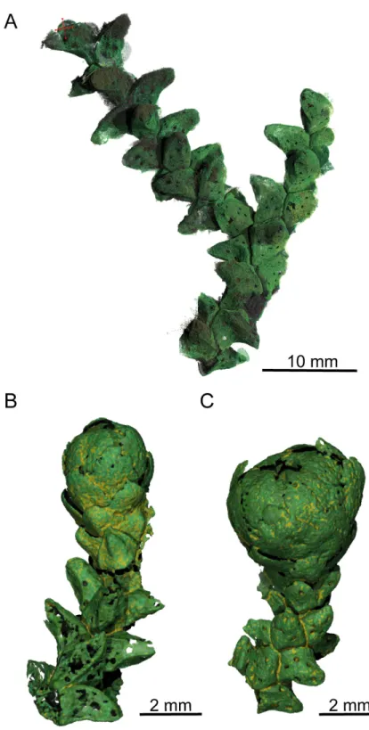 Fig 5. PPC-SR μ CT, 3D renderings of Glenrosa carentonensis sp. nov. (A) Helically arranged leafy axis, SIL_ARC_3_1