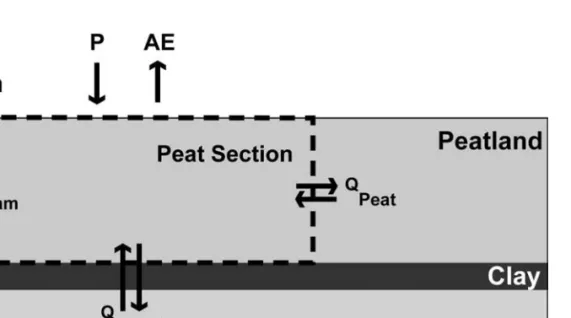 Figure 3: Water balance calculated in a peat section delimited by the dashed line, with P as  precipitation and AE as actual evapotranspiration