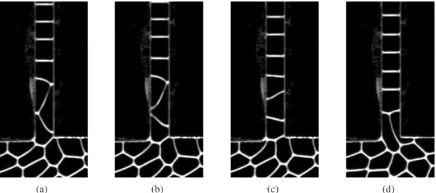 FIG. 12. Images of the foam entering a narrow channel (a 2 = 0.49 cm) to form a wide bamboo structure.