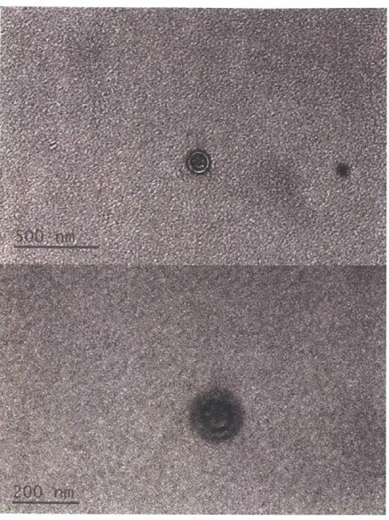 Figure  2.12  Transmission  Electron  Microscopy  (TEM)  image of PDA-PAM.