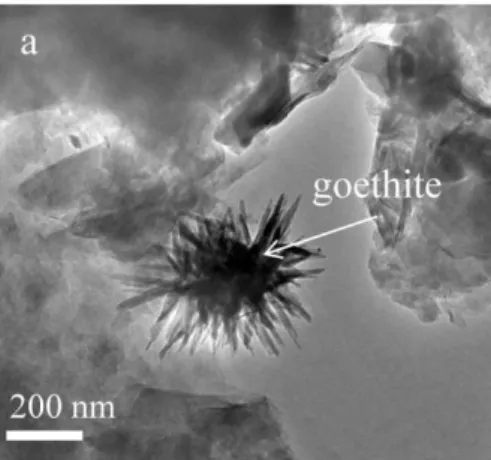 Fig. 1. TEM micrographs of neo-formed goethite in samples reacted at 80°C for 20 months in an  anoxic atmosphere