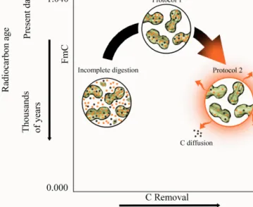 Figure 7. Conceptualization of the impact of phytolith extraction aggressiveness and C removal on 14 C age of phytoliths
