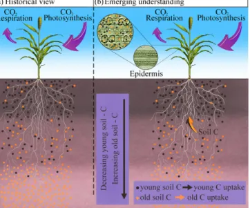 Figure 1. Sketch of (a) the conventional hypothesis of plant C oc- oc-clusion during silica precipitation based solely on atmospheric CO 2 as a source, and (b) the emerging hypothesis of a dual origin  (atmo-spheric CO 2 and SOM) for plant C (and phytC)