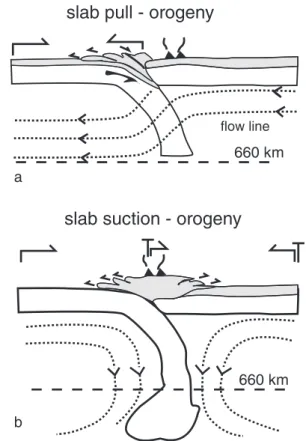 Figure 7. Model of orogenic buildup (modi ﬁ ed from and inspired by Conrad and Lithgow-Bertelloni [2002])
