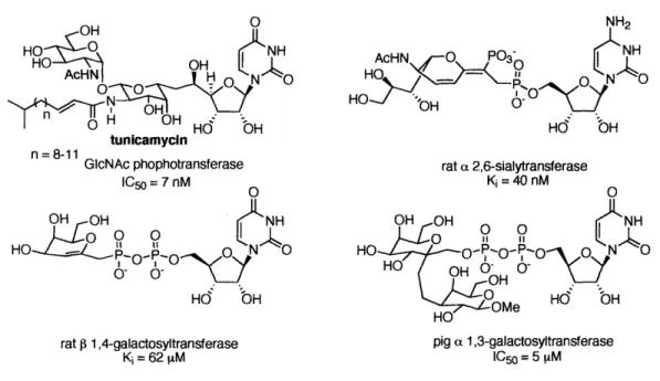 Figure 1-11.  Selected  inhibitors of glycosyltransferses based  on the nucleotide analogue.