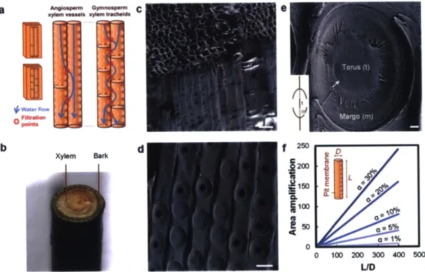 Figure  1-3:  Xylem  structure.  a)  Structure  of  xylem  vessels  in  flowering  plants  and tracheids  in  conifers