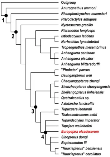 Figure 6. Strict consensus cladogram showing the relation- relation-ships of Europejara olcadesorum gen