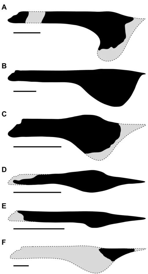 Figure 5. Comparisons of tapejarine lower jaws. (A) Europejara olcadesorum gen. et sp