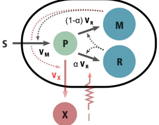 Fig. 1. Extended coarse-grained self replicator model in- in-troduced in Yegorov et al