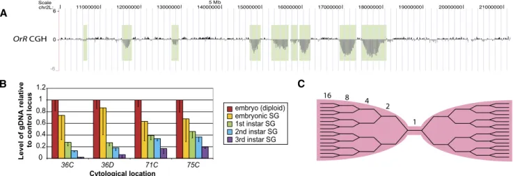 Figure 1. Euchromatic regions are repressed for replication early in development. (A) aCGH of the proximal euchromatic half of chromosome 2L of Drosophila Oregon-R (OrR) third-instar salivary glands indicates the presence of euchromatic under-replicated re