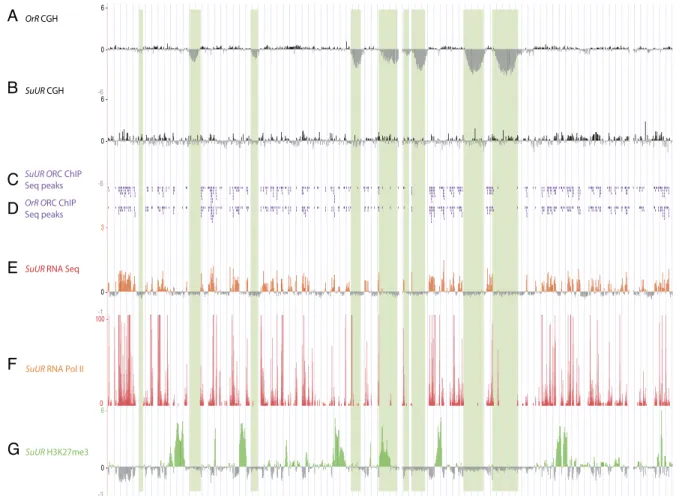 Figure 5. Loss of SuUR function restores genome replication without restoring ORC binding or transcription, but does lead to depletion of the repressive H3K27me3 mark