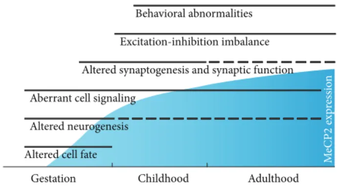 Figure 1: MeCP2 influences multiple features of brain development and function, at a variety of time points as its expression increases and is maintained