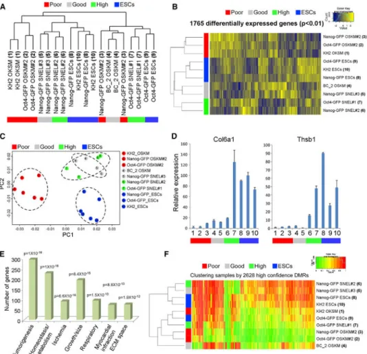 Figure 3. Unbiased Comparative Transcriptome Analyses Distinguish iPSCs According to Their 4n Proficiency