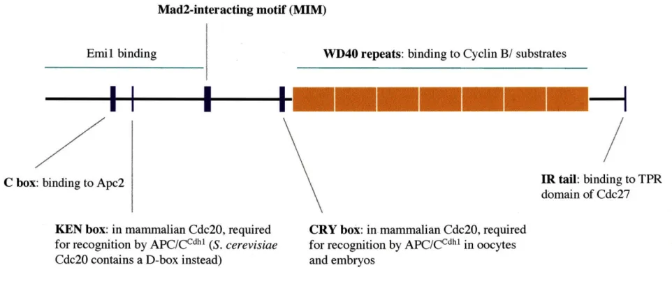 Figure 1-2.  Domains and motifs of Cdc20 and Cdhl