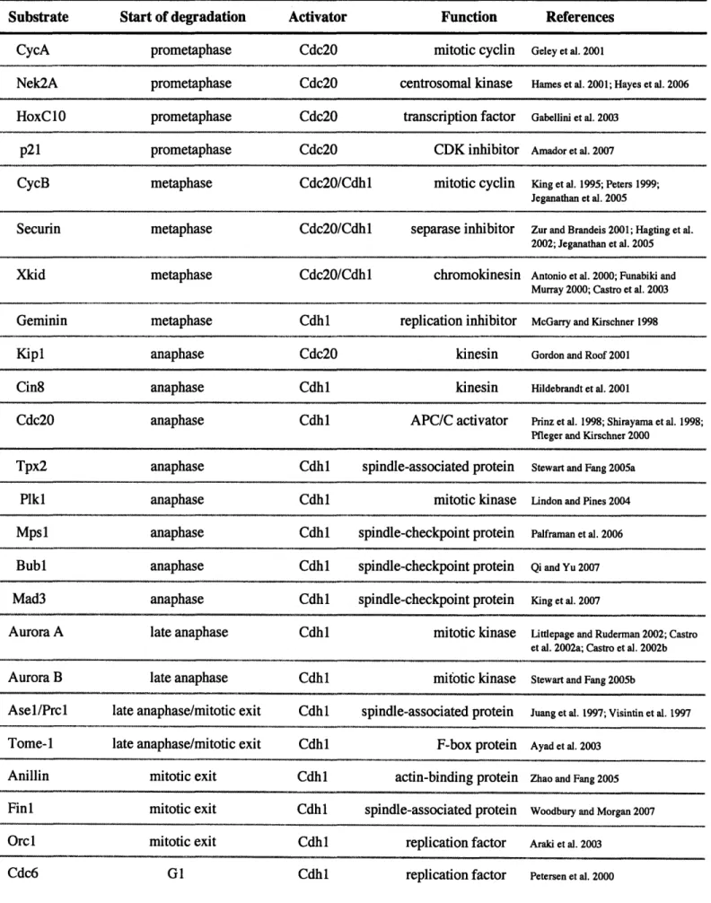 Table  1-2.  Mitotic Substrates of APC/C Start of degradation prometaphase prometaphase prometaphase prometaphase metaphase ActivatorCdc20Cdc20Cdc20Cdc20 Cdc20/Cdhl Function mitotic cyclincentrosomal  kinase transcription factor CDK inhibitormitotic cyclin