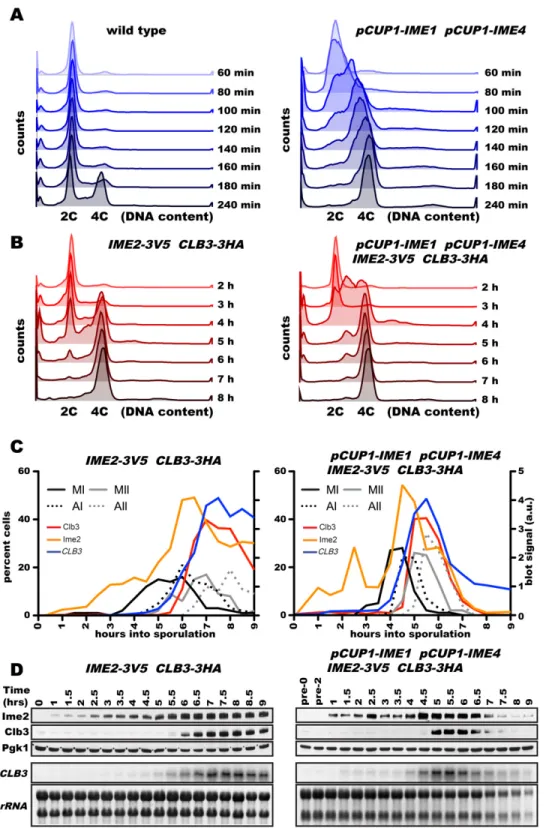 Figure 4. A novel synchronization method to analyze CLB3 translational control. (A) Wild-type (A4962) and pCUP1-IME1 pCUP1- pCUP1-IME4 (A33366) strains were induced to sporulate at 30°C