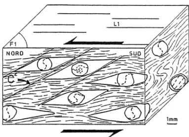 FIG.  30  :  Direction et sens  de  cisaillement au cours du métamorphisme.