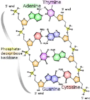 Figure 2.2: The structure of a DNA molecule. (source:wikipedia 1 . Figure under creative commons license