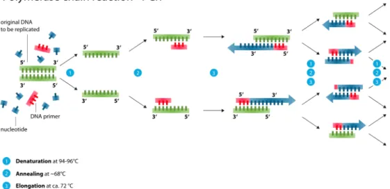 Figure 2.3: The process of Polymerace Chain Reaction (PCR) ex- ex-plained (source: Wikipedia 3 , figure under creative commons licence